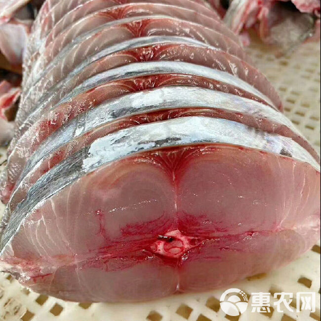 【包邮】马鲛鱼新鲜全中段湛江特产海鲜鲅鱼马交鱼冰冻新鲜