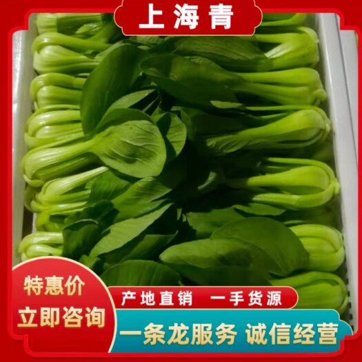 曹县【大棚精品】山东曹县精品上海青 油菜，一条龙服务