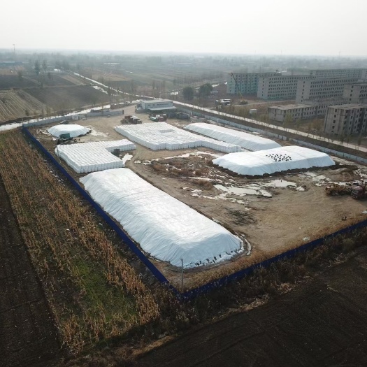 邹平市 玉米青贮全株