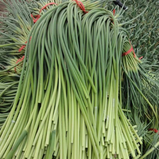 红帽蒜苔  白帽蒜薹山东省临沂市沂水县 50~60cm