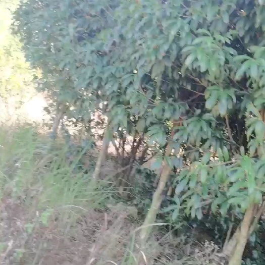 八月桂  桂花树大树，盆栽景观绿化树。产地直销，现挖现卖，量大从优