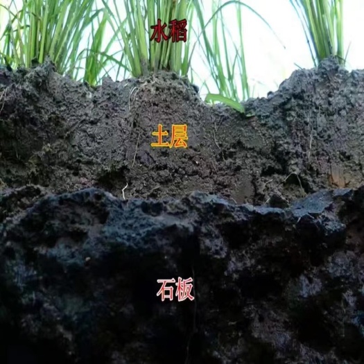 贡米 黑龙江省牡丹江市宁安市 精品大米 一等品 晚稻
