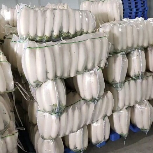 天门市 精品白萝卜