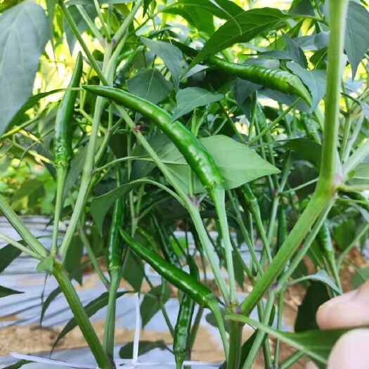 玉林辣椒 朝天椒