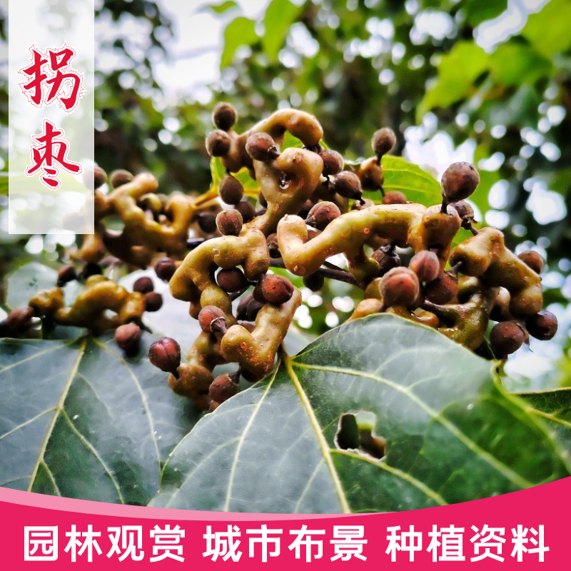 沭阳县南酸枣种子  拐枣种子枳椇种籽 万子梨 梨枣种子万寿果枳椇子