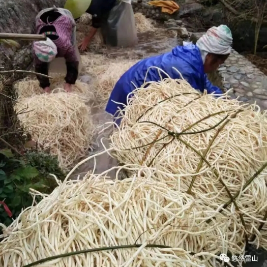 雷山县白茎鱼腥草  贵州雷公山鱼腥草