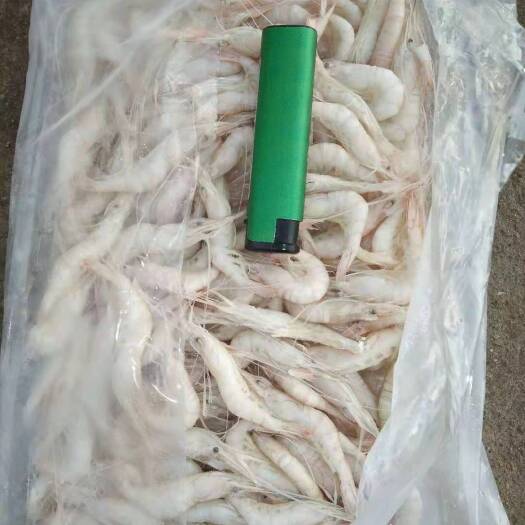海水小白虾