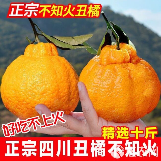 四川丑橘不知火丑八怪橘子水果10装斤耙耙柑皇帝柑桔子批发价沃