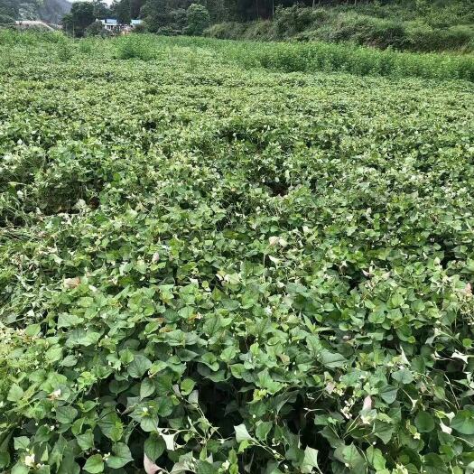 瓮安县鱼腥草，贵州高山种植折耳根
