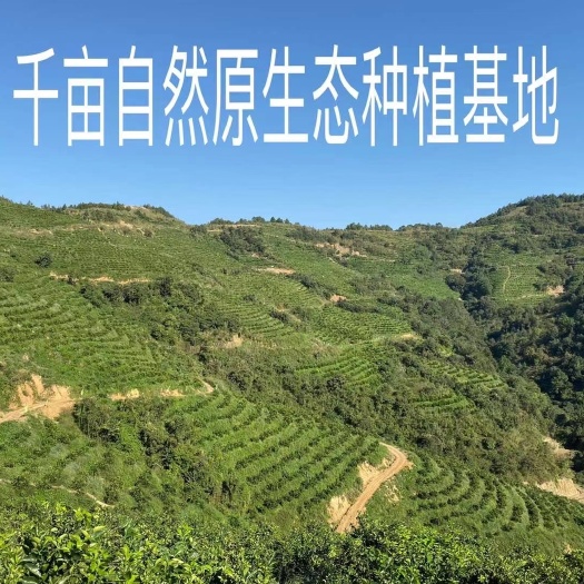 罗甸县纽荷尔脐橙 红心柚子 鸡尾葡萄柚，纽荷尔，卡拉，塔罗克