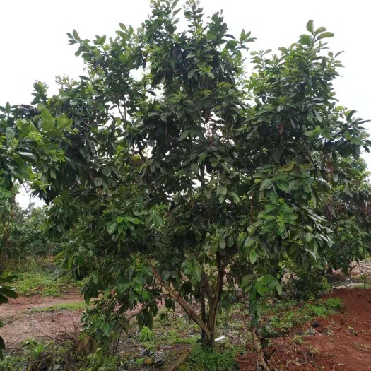 郴州柚树苗 柚子树，香泡树，香橼树