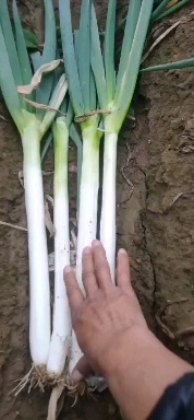 滕州市刚葱铁杆大葱大量供应有要的联系