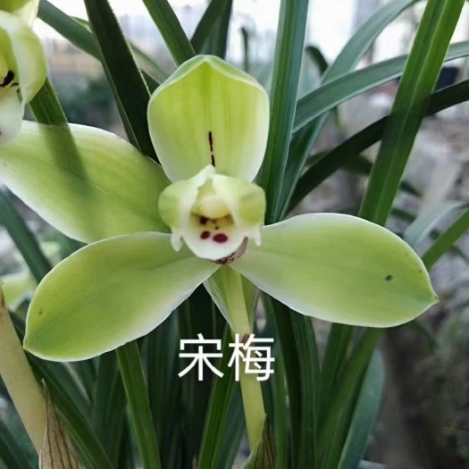 南靖县兰花春兰老种宋梅四大天王之一浓香带花苞绿植室内阳台好养花卉