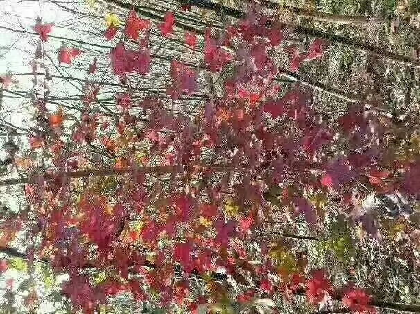 永昌县 元宝枫