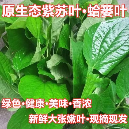 惠来县新鲜500g野生假蒟叶假蒌叶蛤篓包粽子炒田螺东北