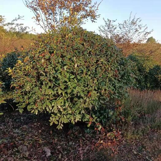 九江 大量供应红叶石楠球2.5米的冠幅