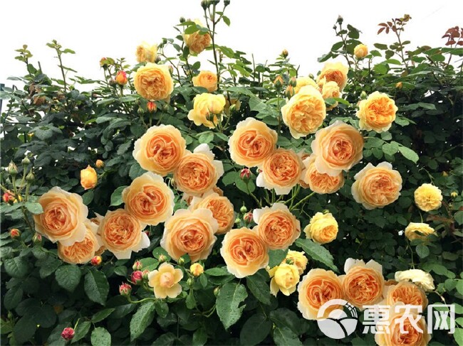 黄金庆典藤本月季花大苗浓香特大花爬藤玫瑰阳台庭院爬藤植物四季