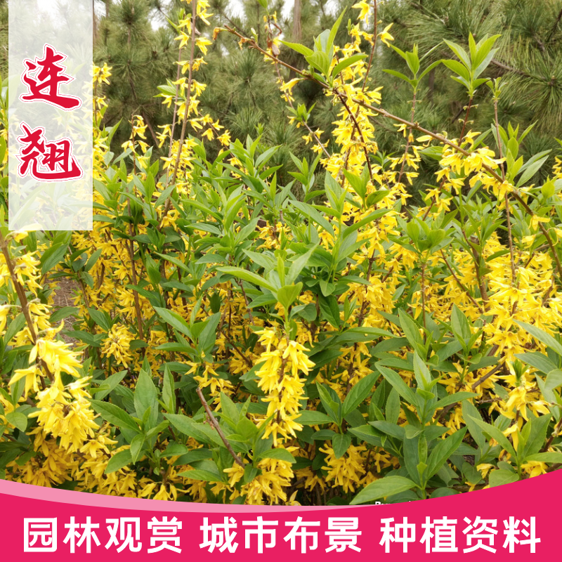 沭阳县连翘种子花开香气淡艳满枝金黄抗病虫耐旱耐寒中药迎春花种子籽
