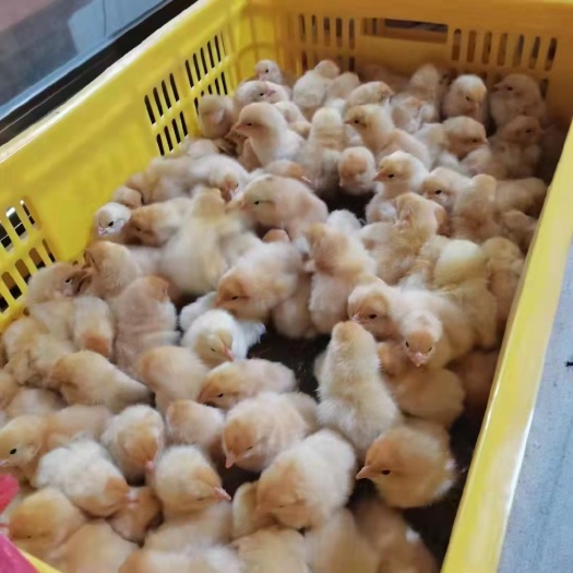 衡阳三黄鸡苗黄土鸡苗 黄土三公苗孵化场直供包打疫苗