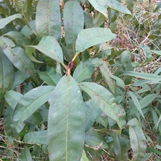 大荔县 苗木供应，桃苗，6一6黄肉油蟠桃苗