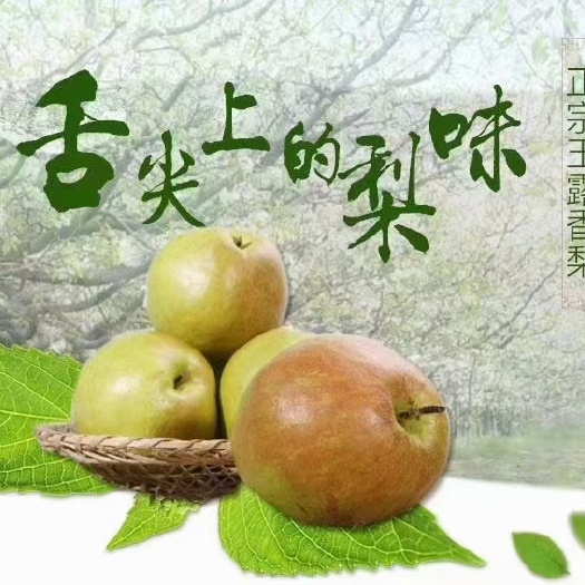 寿阳县自己家种的常村雨露香梨皮薄汁多味更甜，冷藏后风味更佳