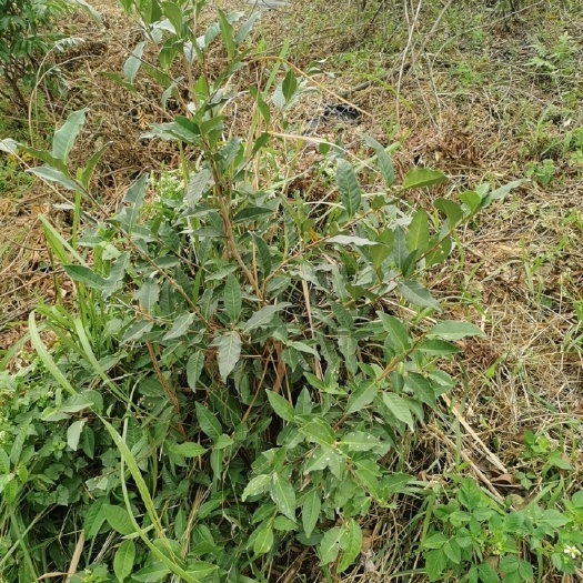阳江山茶花 山茶秋，可以做盘景，常年绿，开黄色花朵，给钱就卖