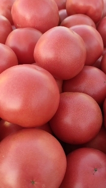 菏泽硬粉西红柿 西红柿