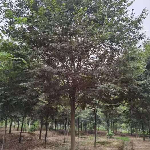 南京榉树18公分900，榉树价格，榉树基地