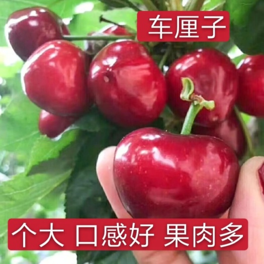 平邑县吉塞拉樱桃苗  鲁樱三号矮化樱桃树苗车厘子大樱桃树苗香甜可口量大优惠实地考察