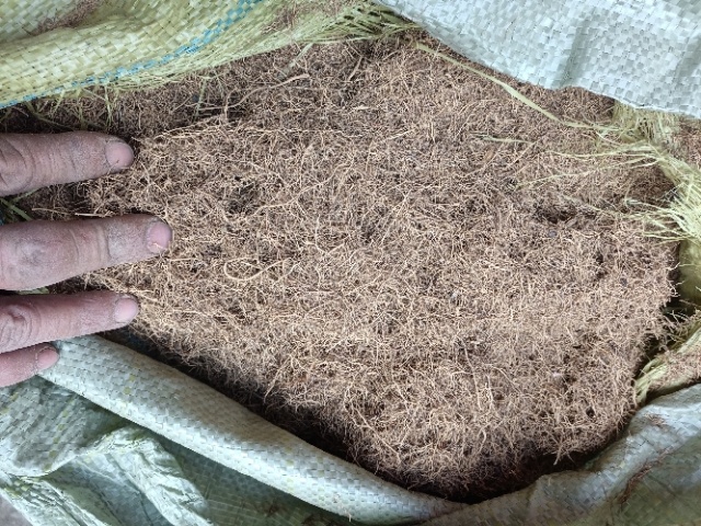 新宾县 细辛精品毛须