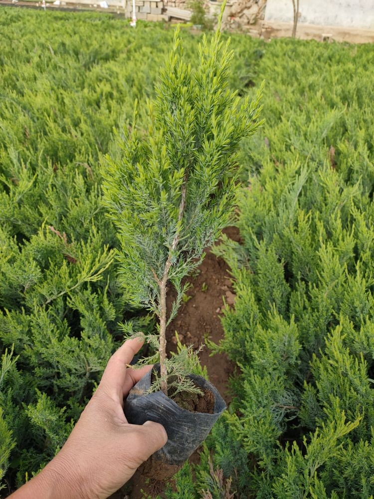 沙地柏工程苗，沙地柏种植基地，自产自销大量供应