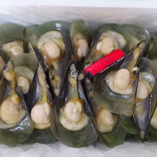 济南 半壳带子