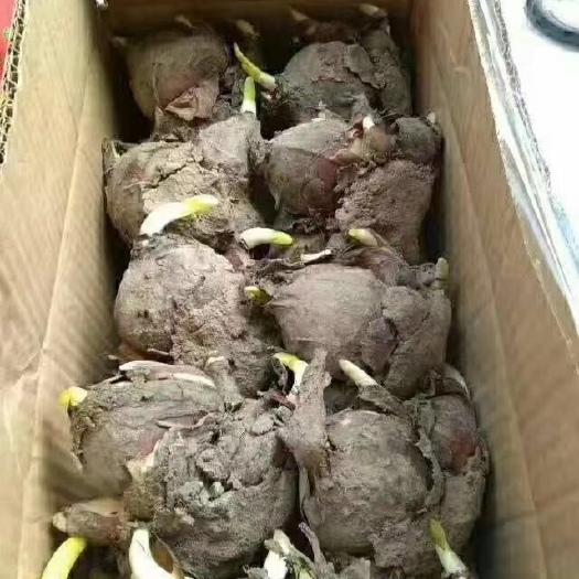 漳州漳州水仙花种球10个装，很大个饱满，可雕刻