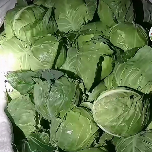 固原中甘系列 精品大棚甘蓝