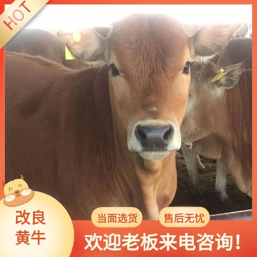 郓城县改良黄牛 黄牛犊 肉牛 架子牛 厂家直销 免费运输