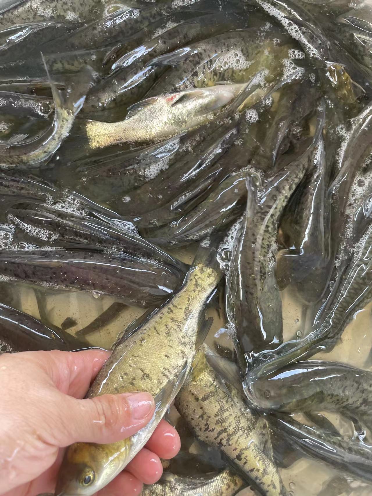 大头鱼鱼苗 鲢鳙鱼苗，优质花鲢大头鱼苗，场地直销一手货源