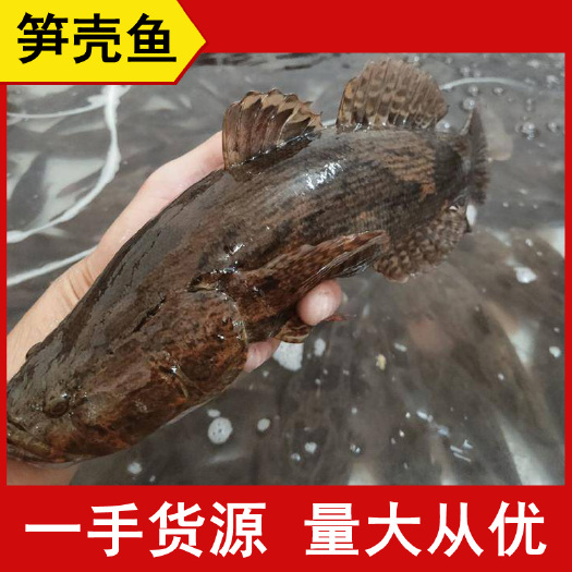 武汉笋壳鱼鳢鱼乌鳢大量批发木乃鱼一手货源合作共赢
