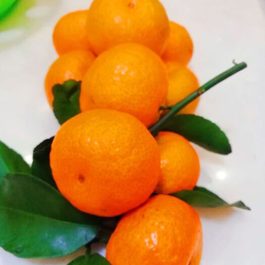 隆安县沙糖桔 正宗广西砂糖橘应季橘子果园首摘5斤装包邮