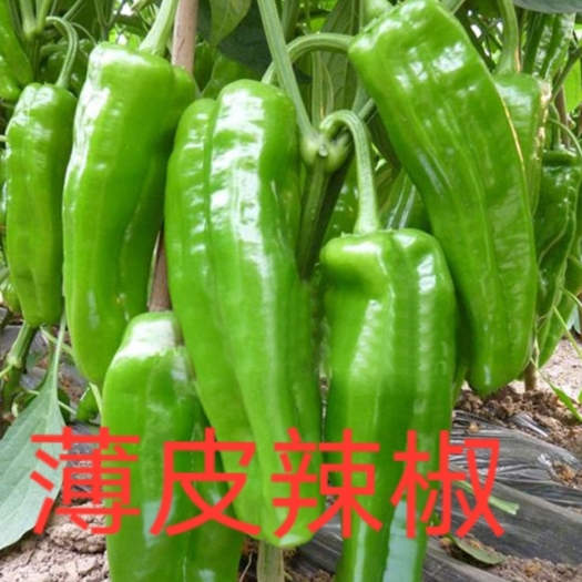 宿州青椒苗  薄皮大辣椒苗