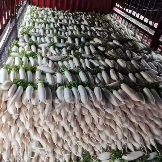 天门市湖北精品345渣白萝卜水果萝卜每天有货 欢迎老板们下单