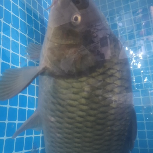西安荷包红鲤鱼 