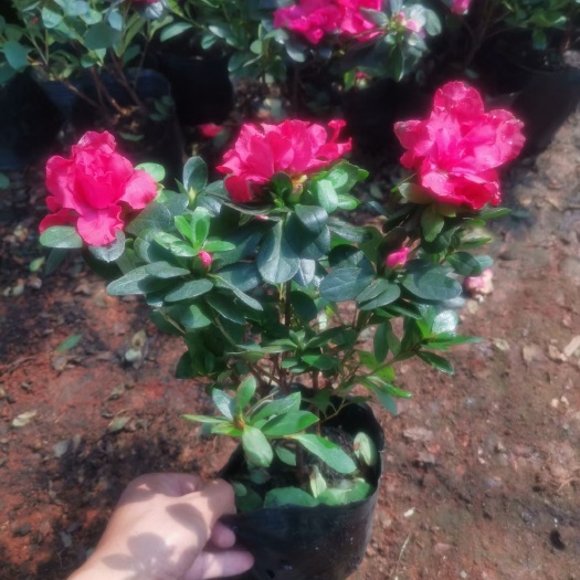 宜良县西洋杜鹃  比利时杜娟，西洋杜娟，云南昆明杜娟种植园直销