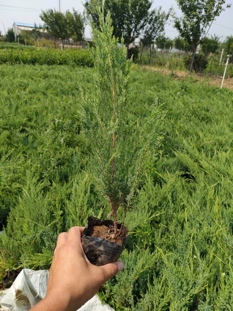 沙地柏工程苗，沙地柏种植基地，自产自销大量供应