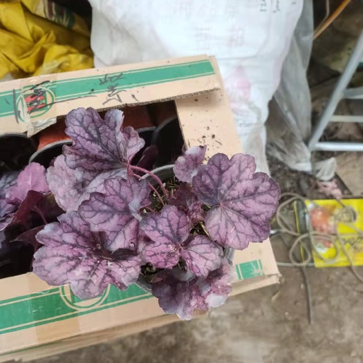 青州市矾根种苗 矾根