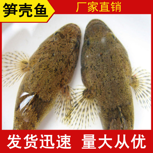 上海笋壳鱼 木乃鱼,憨巴鱼大量批发冰鲜笋壳鱼厂家直销