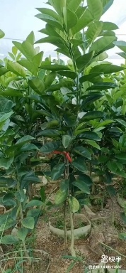 安远县 本人大量出售赣南脐橙苗，有早中晚熟品种质量保证价格实惠。