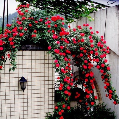  小女孩藤本月季花苗爬藤蔷薇庭院花园地栽阳台楼顶盆栽拱门花墙