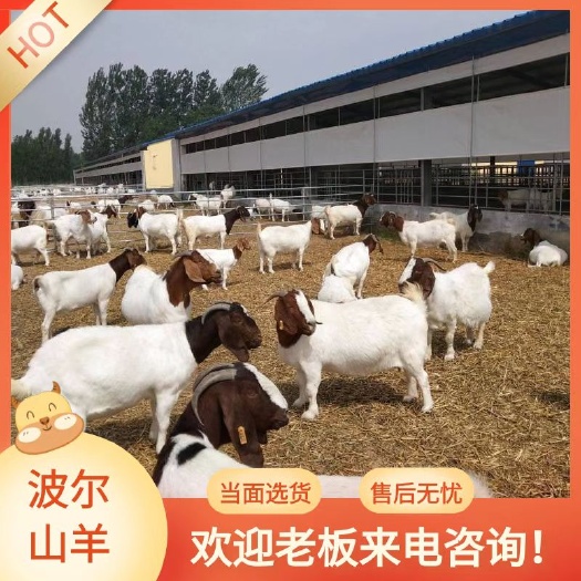 郓城县波尔山羊 纯种 怀孕母羊 大型厂家直销