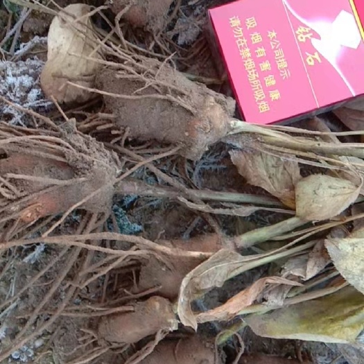 望都县生白术  白术