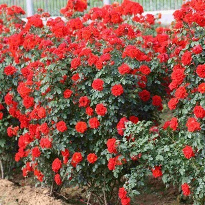  小女孩藤本月季花苗爬藤蔷薇庭院花园地栽阳台楼顶盆栽拱门花墙